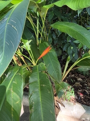 Heliconia × nickeriensis, photograph Gabriel Cardoso Fialho, CC0, iNaturalist via GBIF