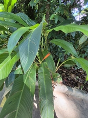 Heliconia × nickeriensis, photograph Gabriel Cardoso Fialho, CC0, iNaturalist via GBIF