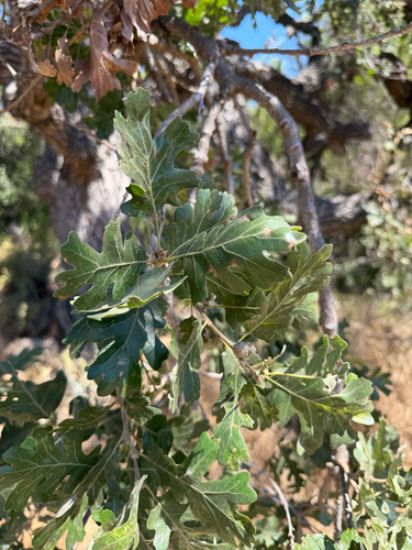 valley oak