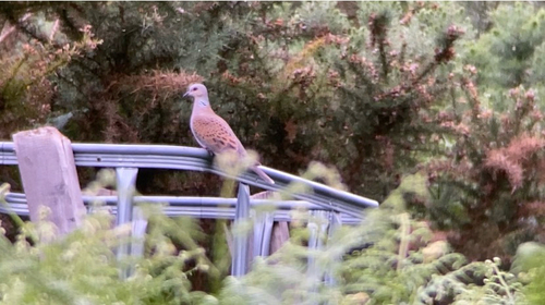 European Turtle-Dove