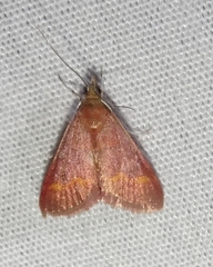 Pyrausta pseuderosnealis