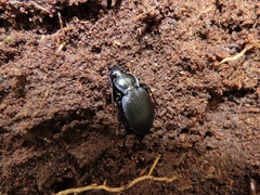 Carabus goryi