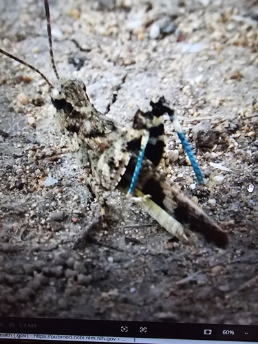 Southwestern Dusky Grasshopper