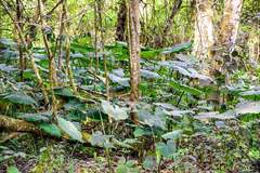 Xanthosoma sagittifolium