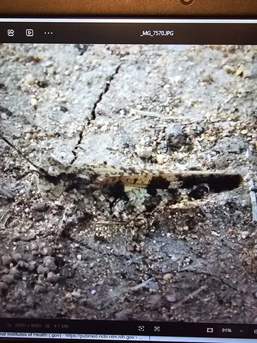 Southwestern Dusky Grasshopper