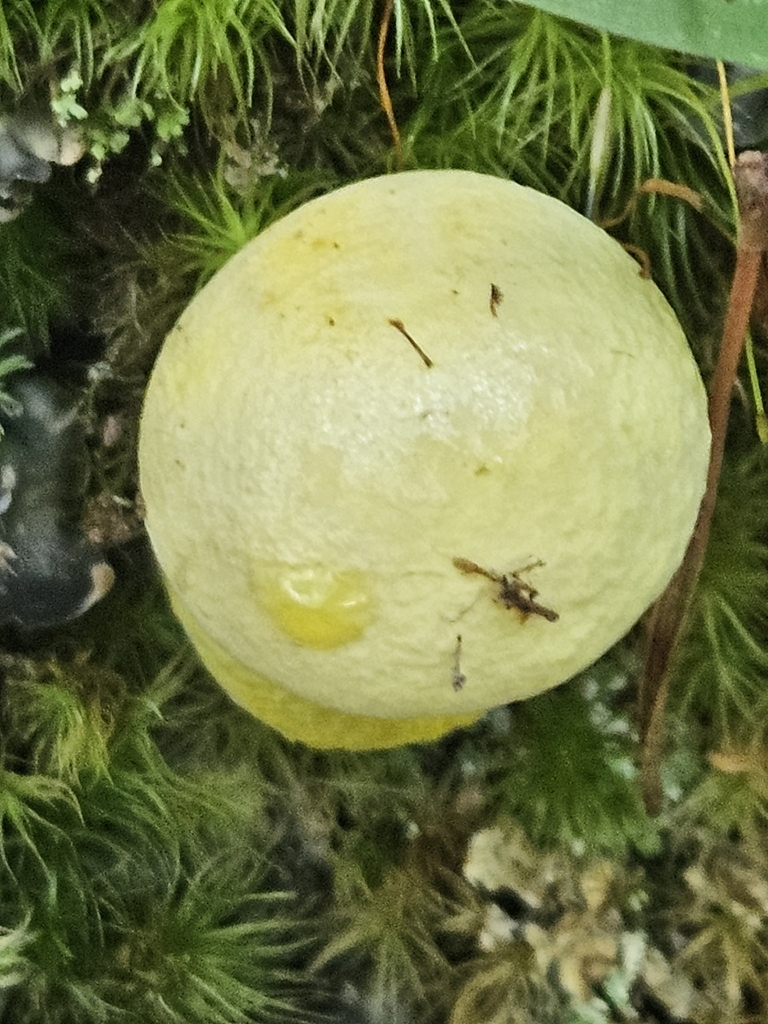 Ornate-stalked bolete · June 2026 · photo: Photo: (c) willingarden, some rights reserved (CC BY) · iNaturalist