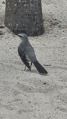 Tropical Mockingbird