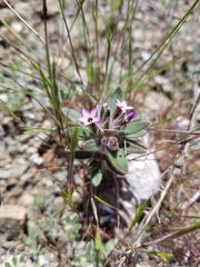Collomia diversifolia