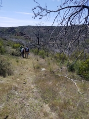 Collomia diversifolia