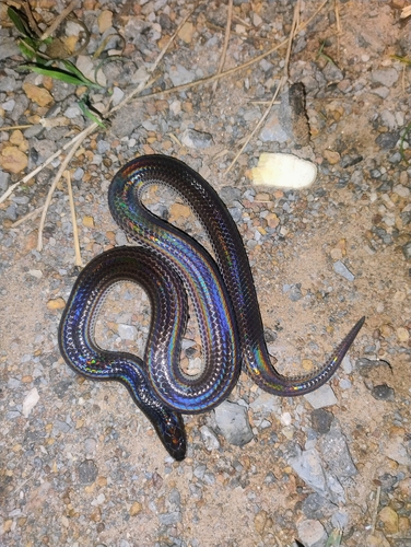 Asian Sunbeam Snake