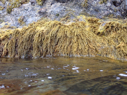 Sargassum agardhianum observed 2026-06-05