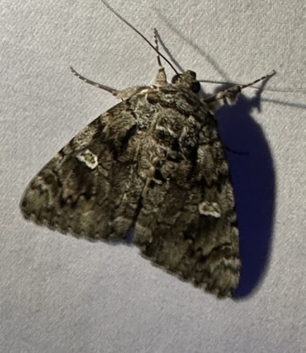iNaturalist observation photo of Ilia Underwing
