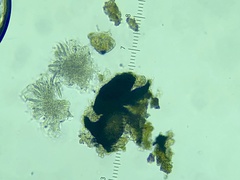 Pseudosagedia chlorotica