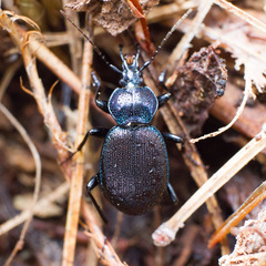 Sphaeroderus