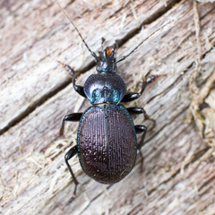Sphaeroderus