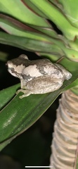 Litoria dentata
