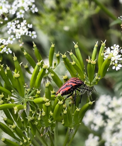 Continental Striped Shield Bug