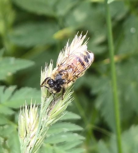 Western Honey Bee