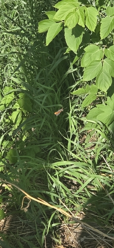 American Red Admiral