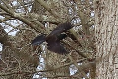 Quiscalus quiscula stonei