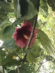 Thespesia grandiflora