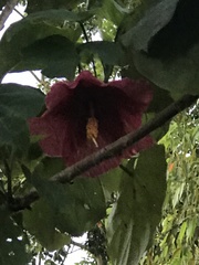 Thespesia grandiflora