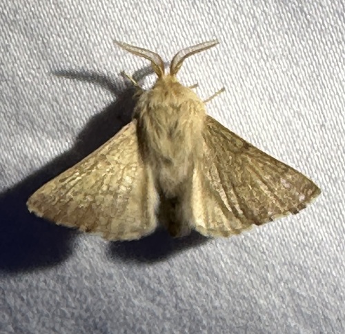 iNaturalist observation photo of Tent Caterpillar Moths