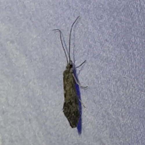 iNaturalist observation photo of Autumn Mottled Sedges