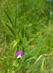 Lathyrus hirsutus