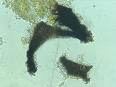 Pseudosagedia chlorotica