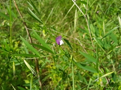 Lathyrus hirsutus