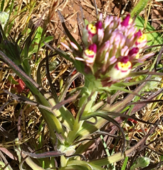 Castilleja densiflora