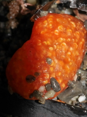 Aplidium benhami