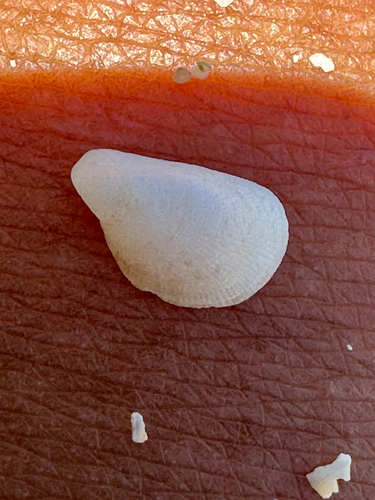 Septifer observed 2026-06-07