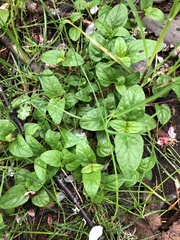 Prunella vulgaris vulgaris