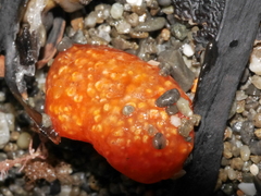 Aplidium benhami