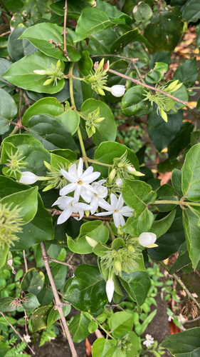 Jasminum multiflorum observed 2026-05-16
