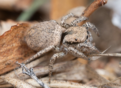 Habronattus clypeatus
