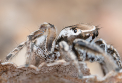 Habronattus clypeatus