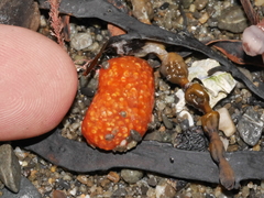 Aplidium benhami