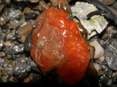 Aplidium benhami