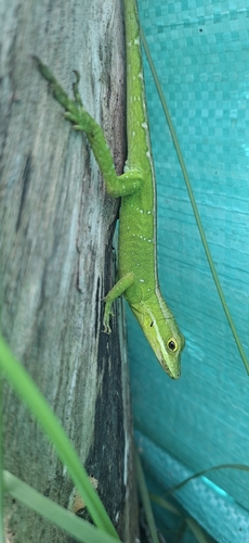 Boulenger's Anole, Anolis apollinaris