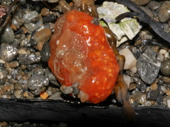 Aplidium benhami
