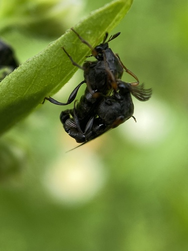 Ripiphorus fasciatus