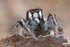 Habronattus clypeatus