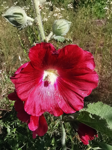Hollyhock