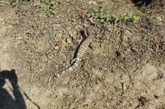 Heloderma horridum