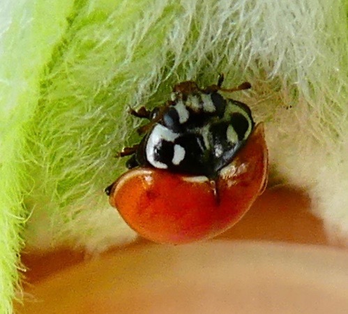 Western Polished Lady Beetle