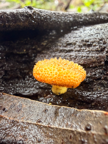 Cyptotrama asprata observed 2026-06-10