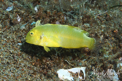 Iniistius aneitensis observed 2026-05-31